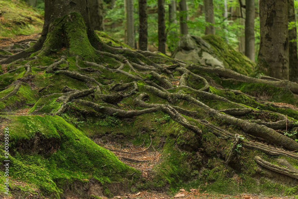 Roots covered with moss in the forest. Photographed on a sunny day in the spring in the Ukrainian Carpathians. Beautiful intertwining roots of trees covered with moss and greens in the forest Roots covered with moss in the forest. Photographed on a sunny day in the spring in the Ukrainian Carpathians. Beautiful intertwining roots of trees covered with moss and greens in the forest