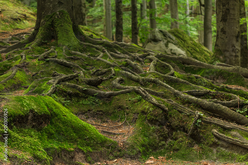 Fototapeta Naklejka Na Ścianę i Meble -  Roots covered with moss in the forest. Photographed on a sunny day in the spring in the Ukrainian Carpathians. Beautiful intertwining roots of trees covered with moss and greens in the forest