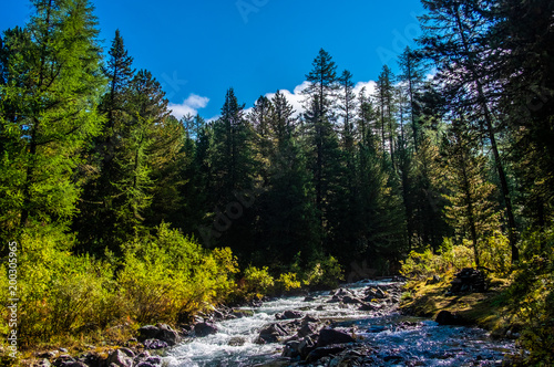 Mountain landscape. Mountain river in the Altai Republic.