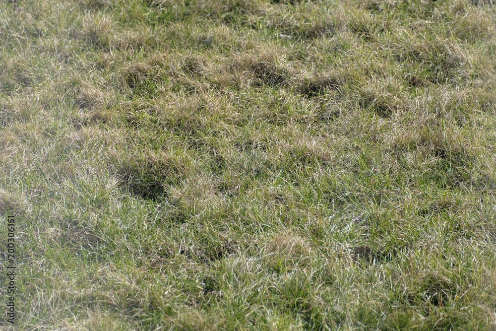 Background of a half green grass. Half Dray grass texture. Early spring grass texture Background of a half green grass. Half Dray grass texture. Early spring grass texture