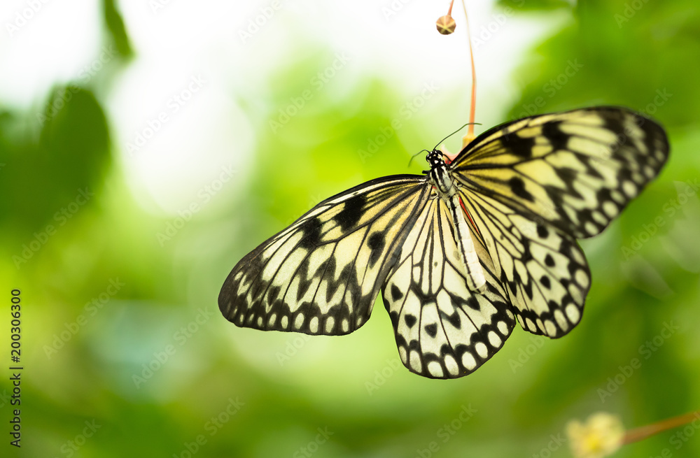 Naklejka premium Piękny motyl Papierowa kania, pomysłu leuconoe w tropikalnym lesie