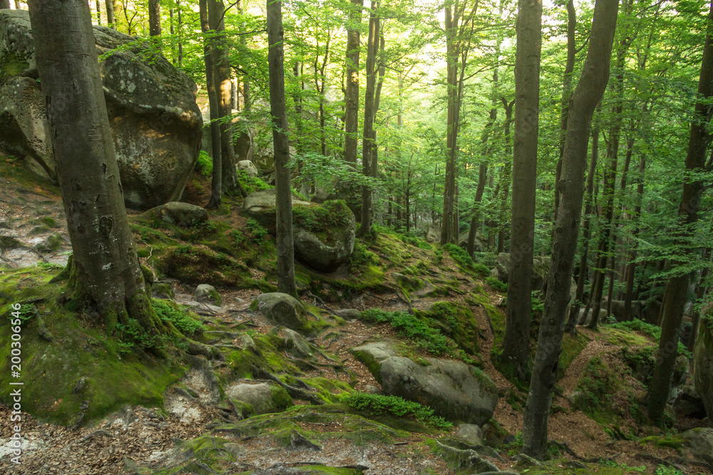Fototapeta premium Beautiful green forest. A magical landscape. Rocks and stones in a green forest, between trees with sunrays. Photographed on a sunny day in the spring in the Ukrainian Carpathians