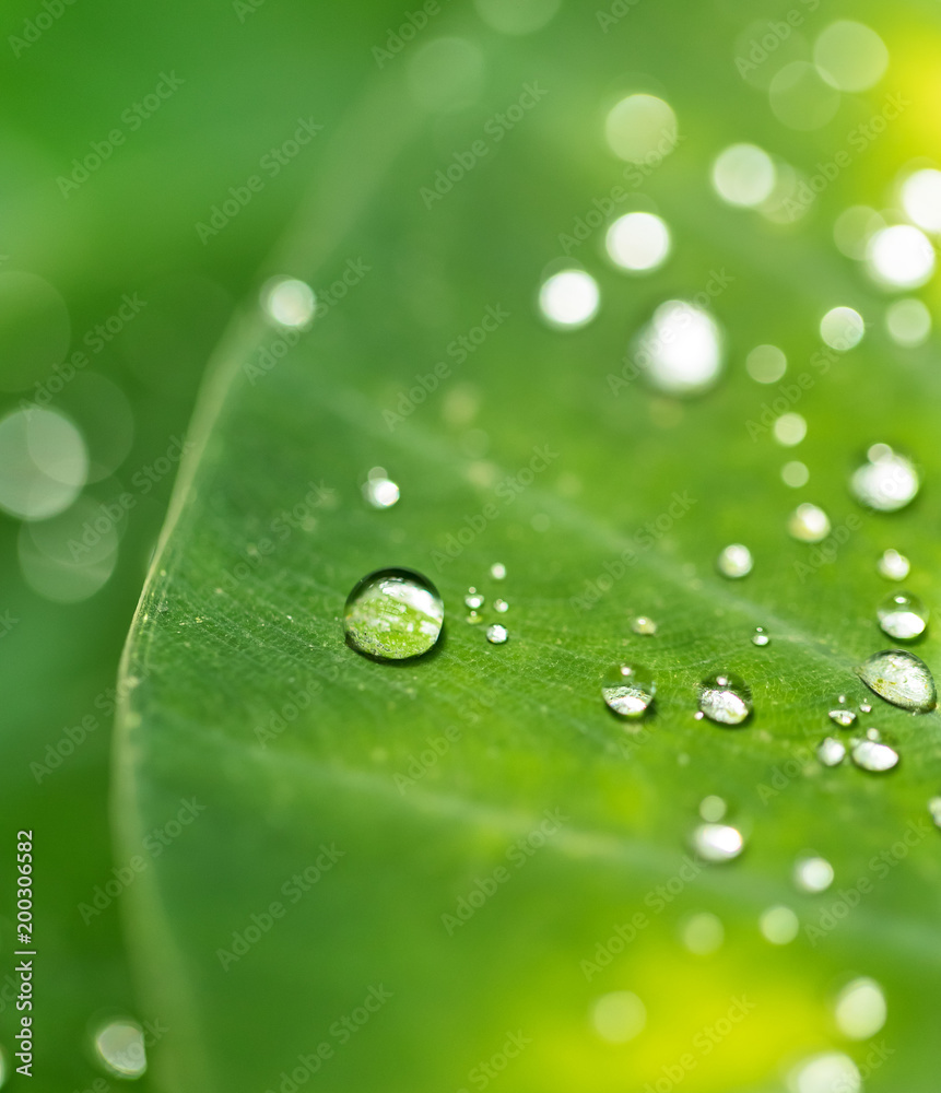 Beautiful detail of leaf with water drops, macro photo. Beautiful detail of leaf with water drops, macro photo.
