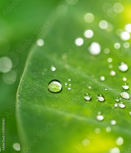 Beautiful detail of leaf with water drops, macro photo.