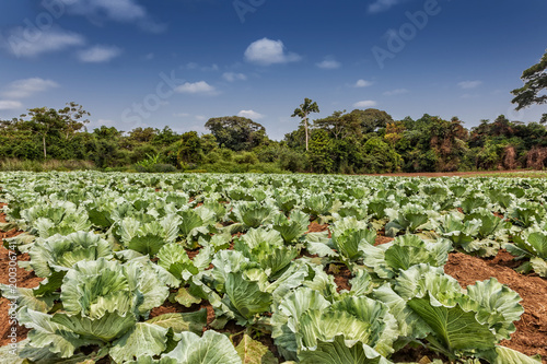 Rural plantation of cabbages in the middle of the cabinda jungle. Angola, Africa. photo