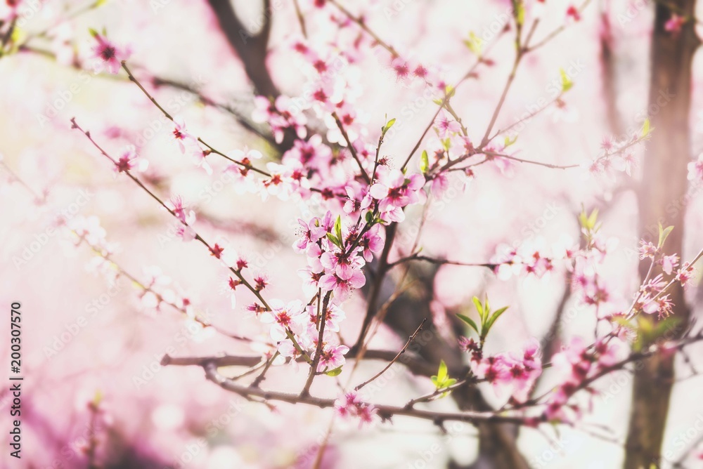spring tree blossom. tree flowering. spring wallpaper
