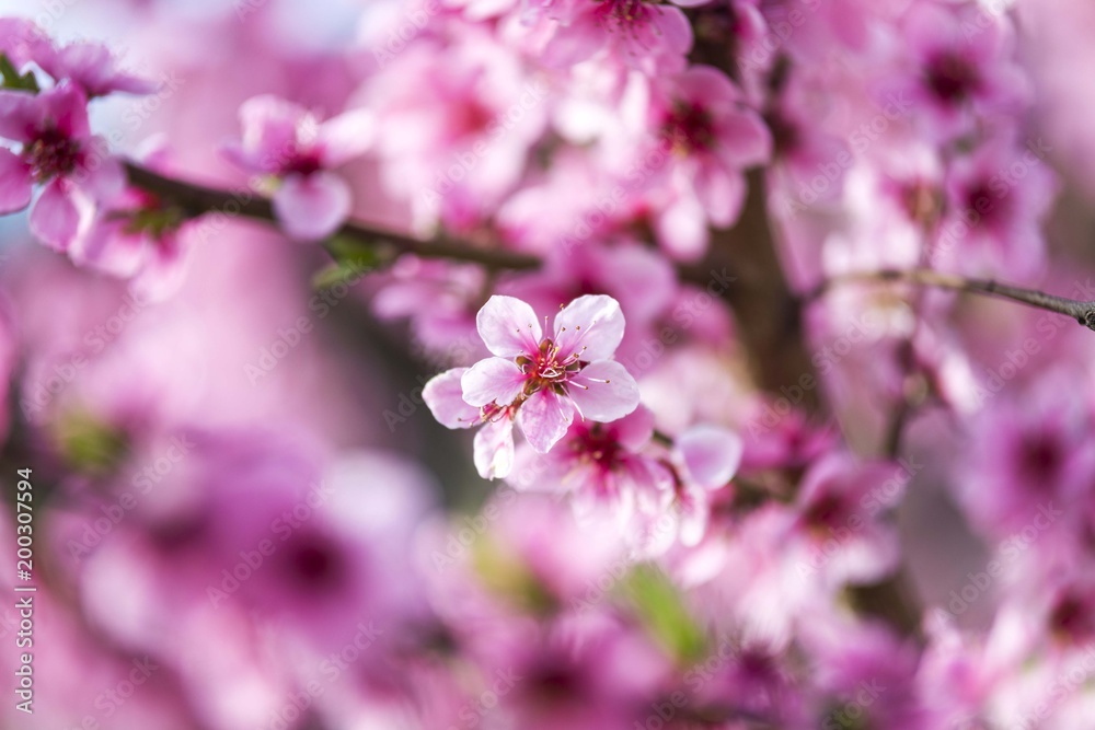 spring tree blossom. tree flowering. spring wallpaper spring tree blossom. tree flowering. spring wallpaper