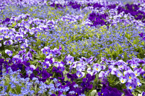 Violet viola summer flower in a park