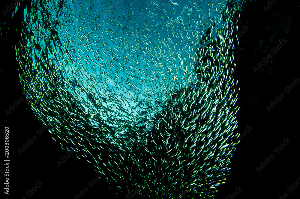 Obraz premium Reef fishes from the sea of cortez, mexico