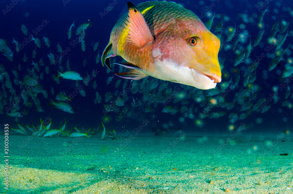 Obraz premium Reef fishes from the sea of cortez, mexico
