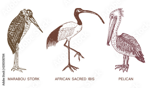 Pelican and African sacred ibis and storks. Engraved Hand drawn vector birds, sketch graphic vintage style, phoenicopteridae. Tropical animal.