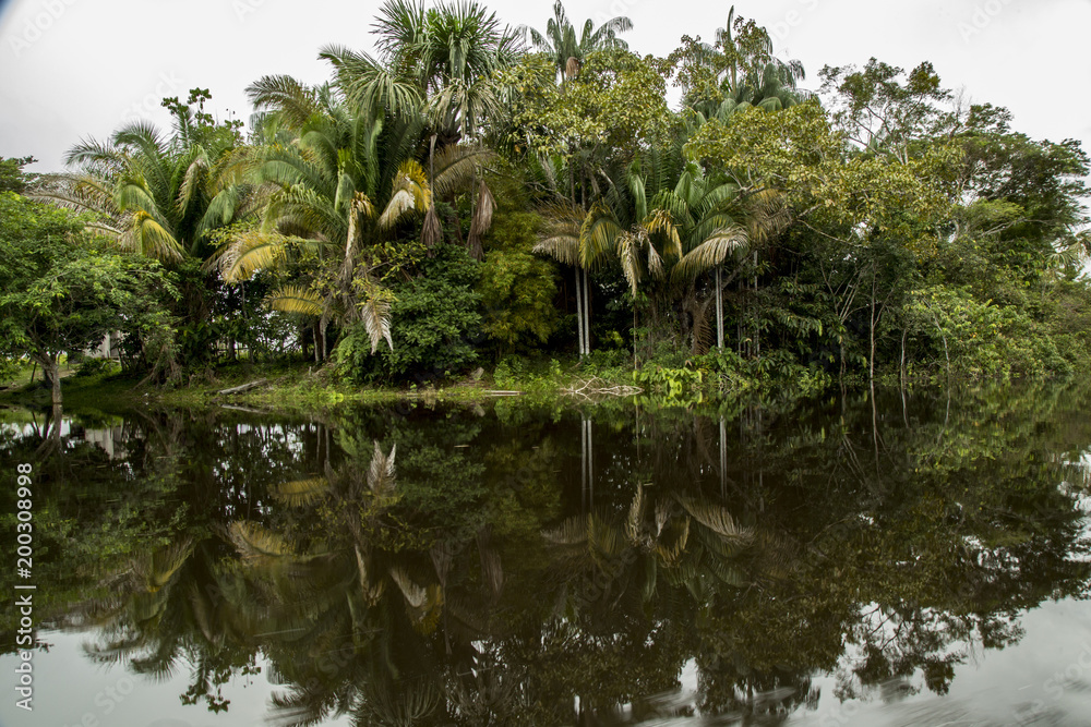 Obraz premium Palms on the water
