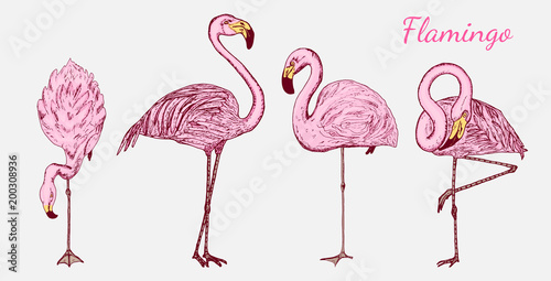 Pink flamingo. Hand drawn vector birds, sketch graphic vintage style, phoenicopteridae. Tropical animal.