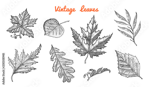 Leaves set, Flower and medicinal herb. Rustic decorative plant. Wedding botanical garden. Vector illustration. engraved hand drawn in vintage victorian sketch. Maple and poplar, oak, birch, chestnut.