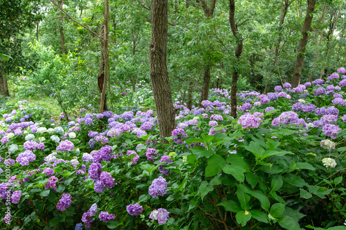 紫陽花の咲く季節20