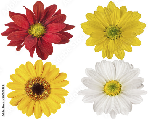 red yellow and white flowers on a white isolated background for design