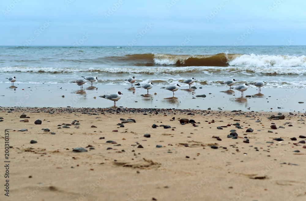 Seagulls fat on the sea coast. Waterfowl on the sea coast. Sea coast seagulls and stones. Seagulls fat on the sea coast. Waterfowl on the sea coast. Sea coast seagulls and stones.