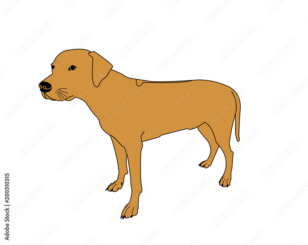 Rhodesian ridgeback (Rüde) - Silhouette
Rhodesian ridgeback (Rüde) - Silhouette