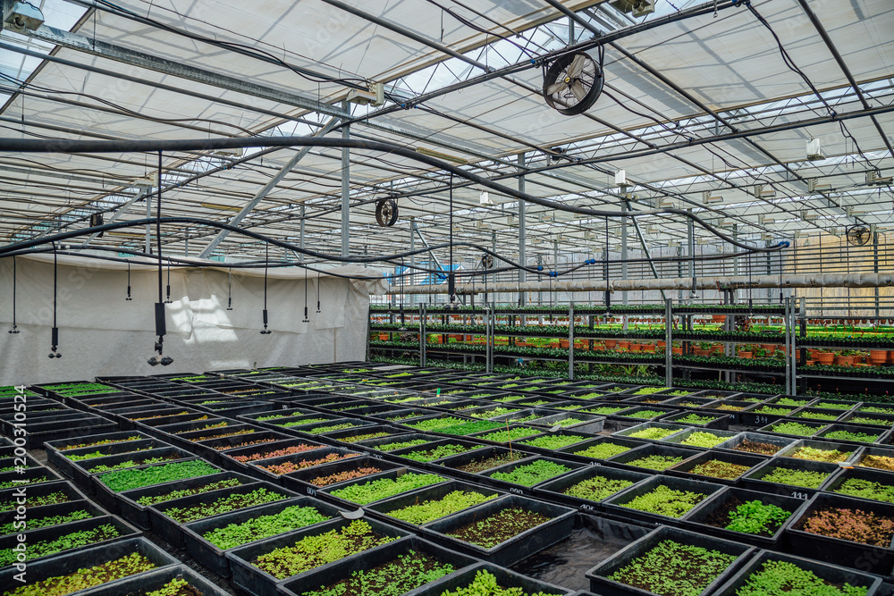 Growing of seedlings of ornamental plants in nursery in modern hydroponic greenhouse with climate control system Growing of seedlings of ornamental plants in nursery in modern hydroponic greenhouse with climate control system