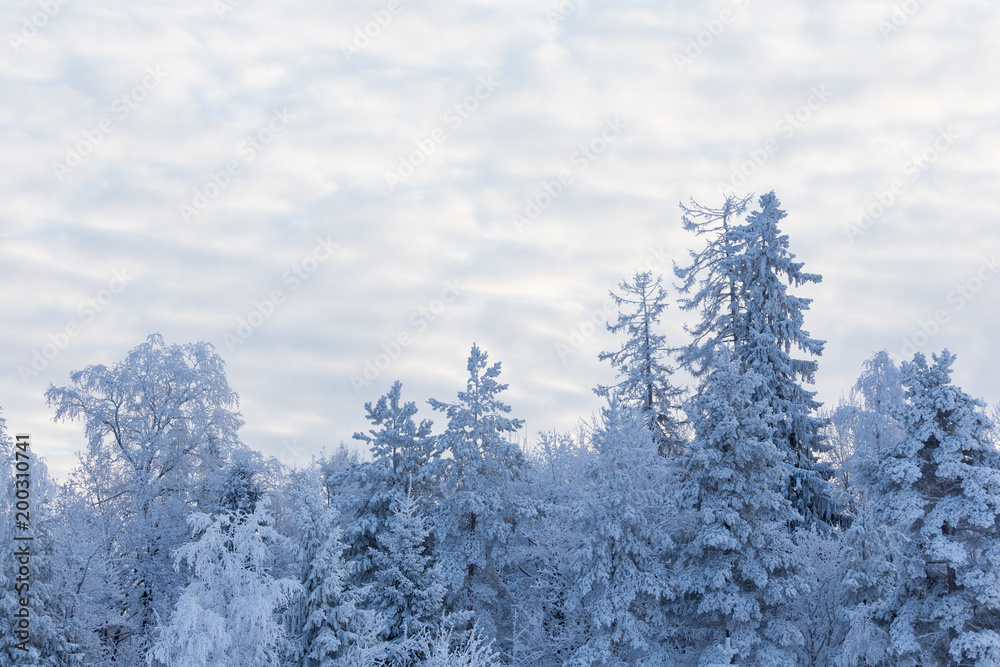 Trees covered in frost snow nature winter scene Trees covered in frost snow nature winter scene
