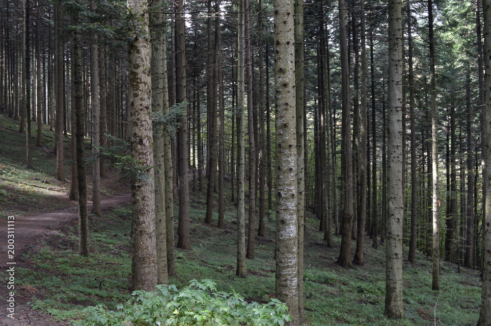 Fototapeta premium Natura paesaggi e monti 