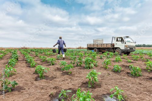 CABINDA/ANGOLA - 09 JUN 2010 - African farmer watering cabbage planting, Cabinda. Angola.