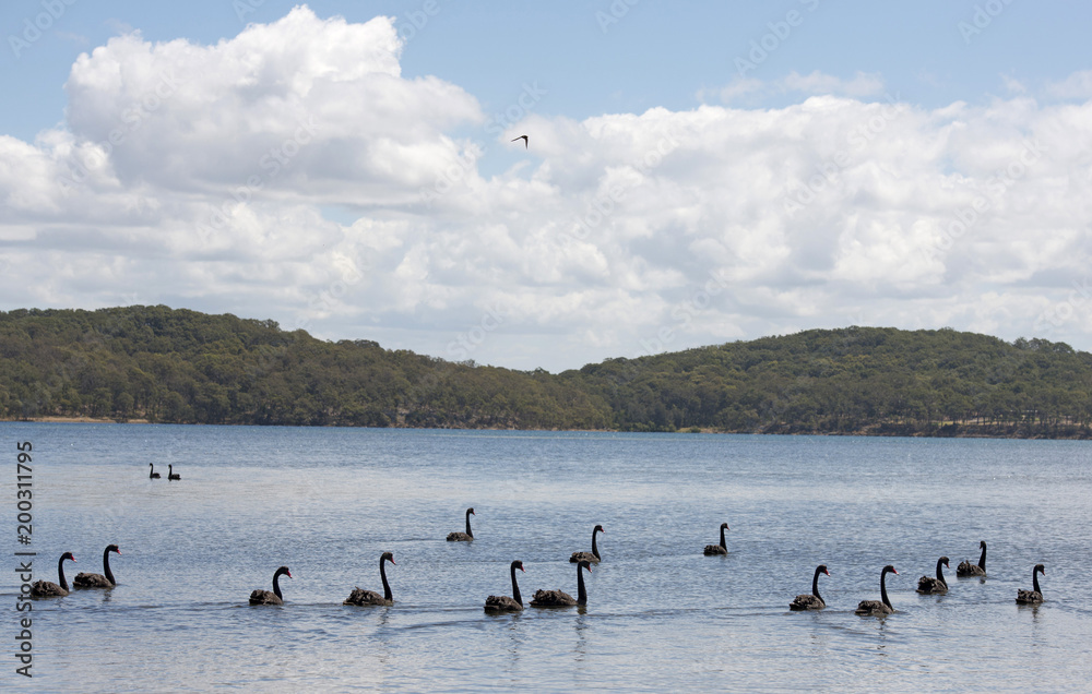 birds black swans on Lake Macquarie, New South Wales, Australia. birds black swans on Lake Macquarie, New South Wales, Australia.