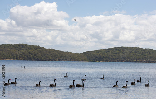 birds black swans on Lake Macquarie, New South Wales, Australia.