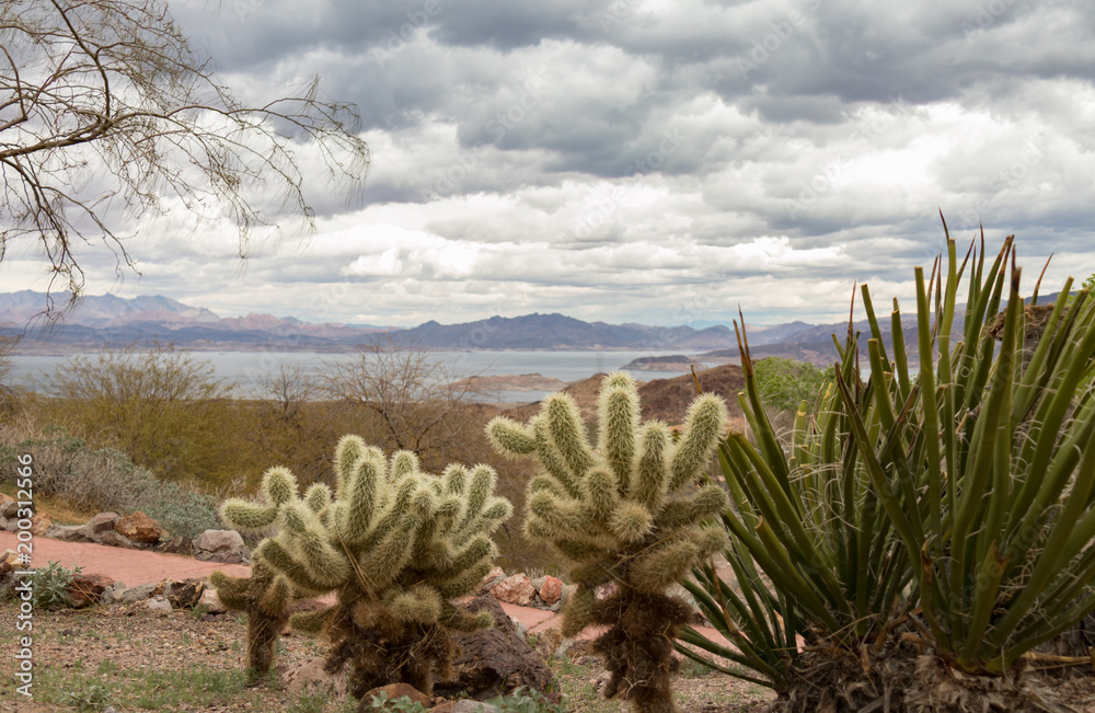 Fototapeta premium Cacti at Lake Mead National Recreation Area with River Mountains in background