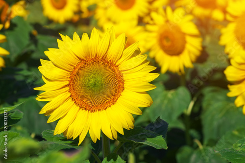 Field of blooming sunflowers as a background. Sunflower oil improves skin health and promote cell regeneration. © es0lex