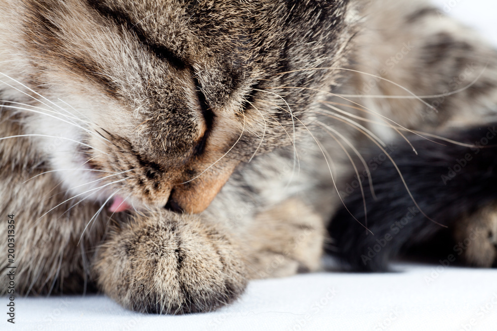 cute kitten licking paw