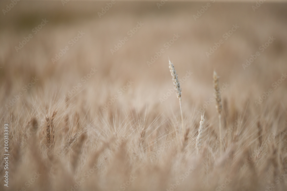 Fototapeta premium 麦畑
