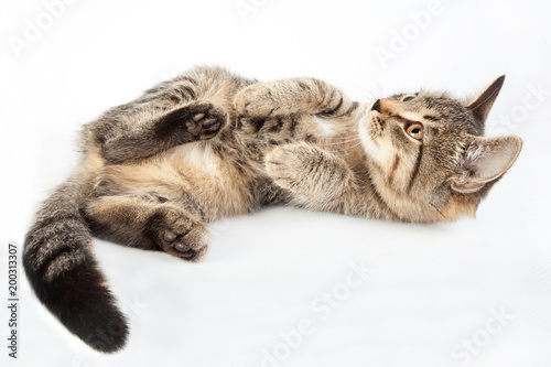 small striped playful kitty lying on the back