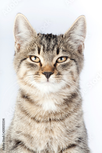portrait artful cat screwed up his eyes © Natalya Antoshchenko
