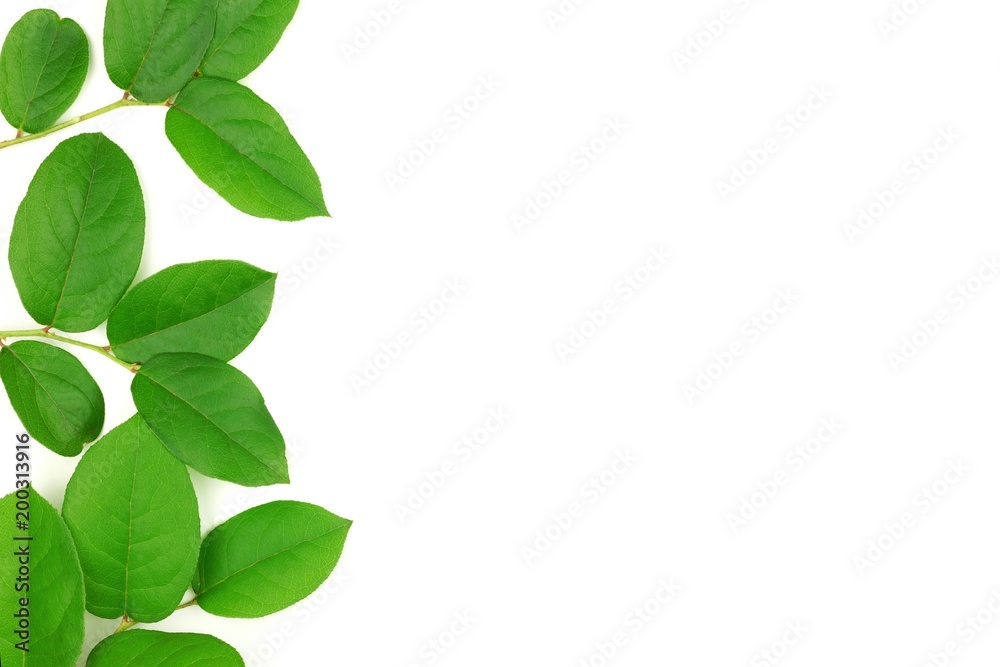 Vibrant green leaves on a white background. Top view side border. Minimal nature. Flat lay. Vibrant green leaves on a white background. Top view side border. Minimal nature. Flat lay.