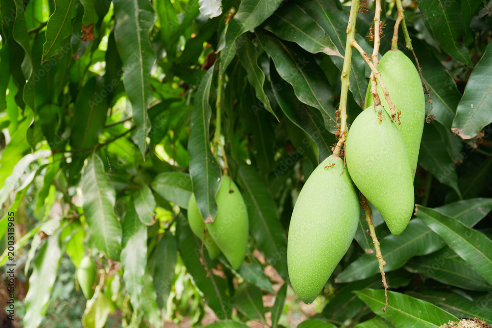 Obraz premium Mango is a bunch on a tree with red ant