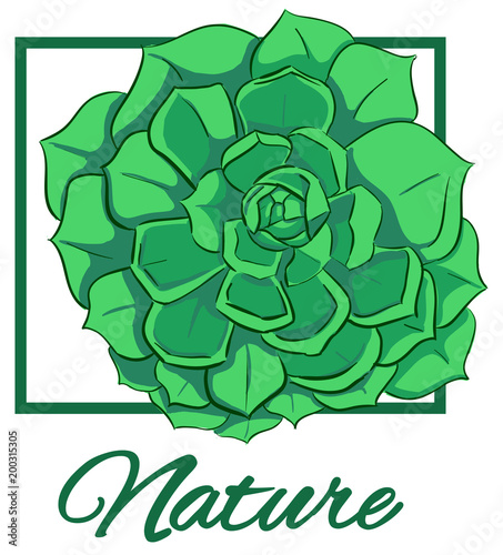 Vector card green echeveria plant in square frame