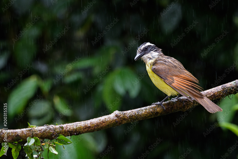 Curious, very wet, bird perched on a branch the rain, with a green background
