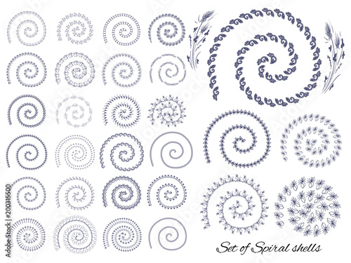 Vector set  decor icon elements - spiral shells with different ornaments