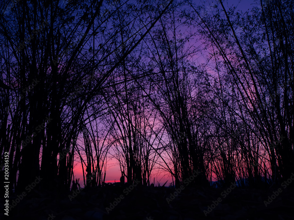 silhouette Lanscape of bamboo tree in tropical rainforest silhouette Lanscape of bamboo tree in tropical rainforest
