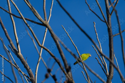 Green parakeet perched in a tree with bare branches against a blue sky 