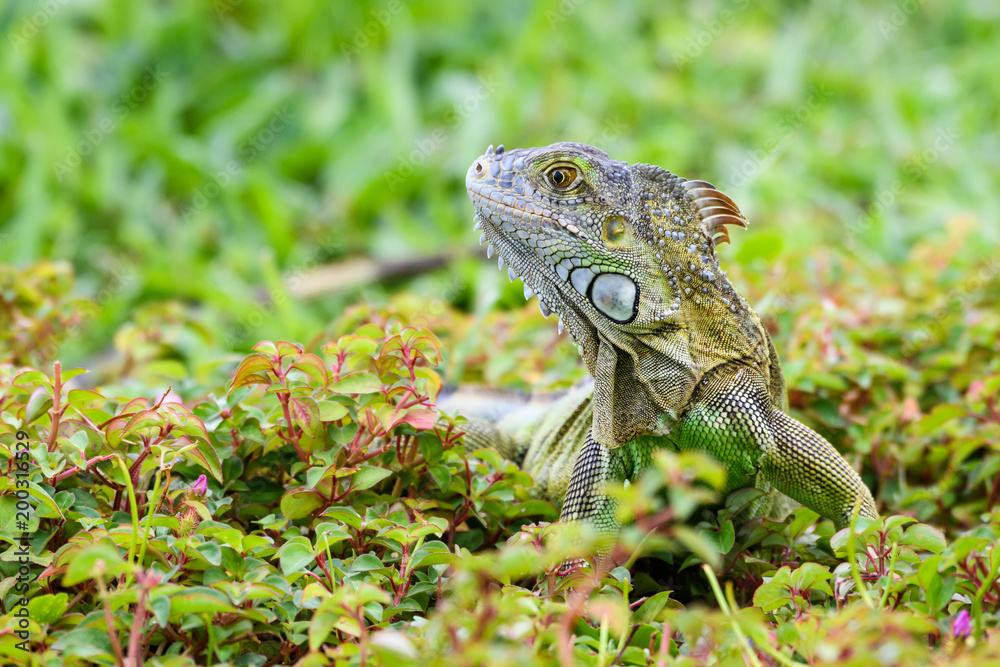 Shades of green, portrait of a juvenile iguana in a green environment
Shades of green, portrait of a juvenile iguana in a green environment