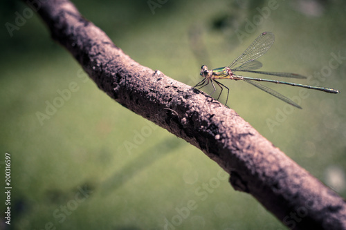 Close-up of green dragonfly on a branch on blurred green background