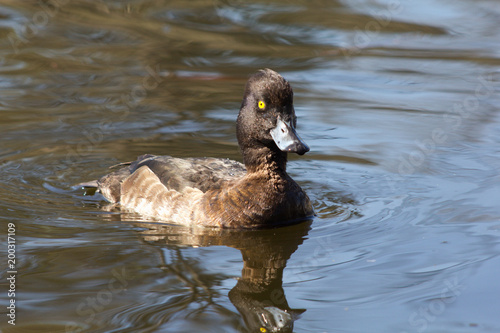 Wild duck on spring background, duck in the wild.