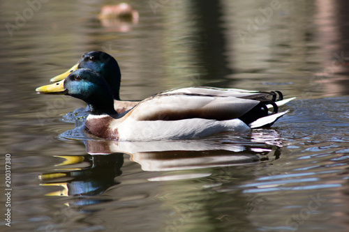 Wild duck on spring background, duck in the wild.