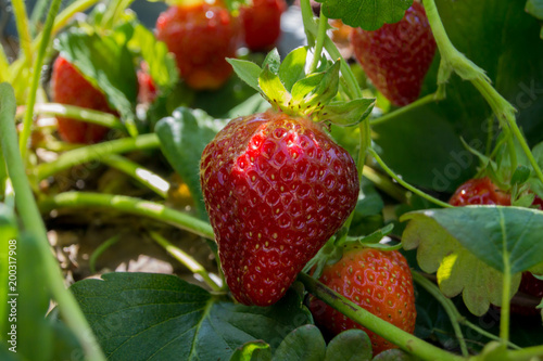 Strawberry Growing on Plant
