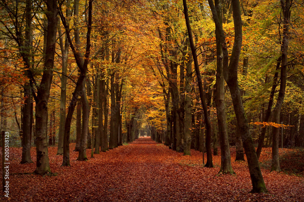Fototapeta premium Herbst