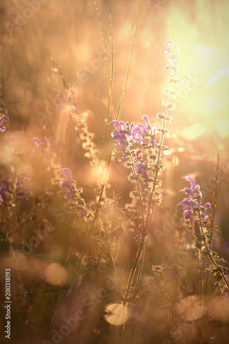 Obraz na płótnie Blumen im Sonnenlicht