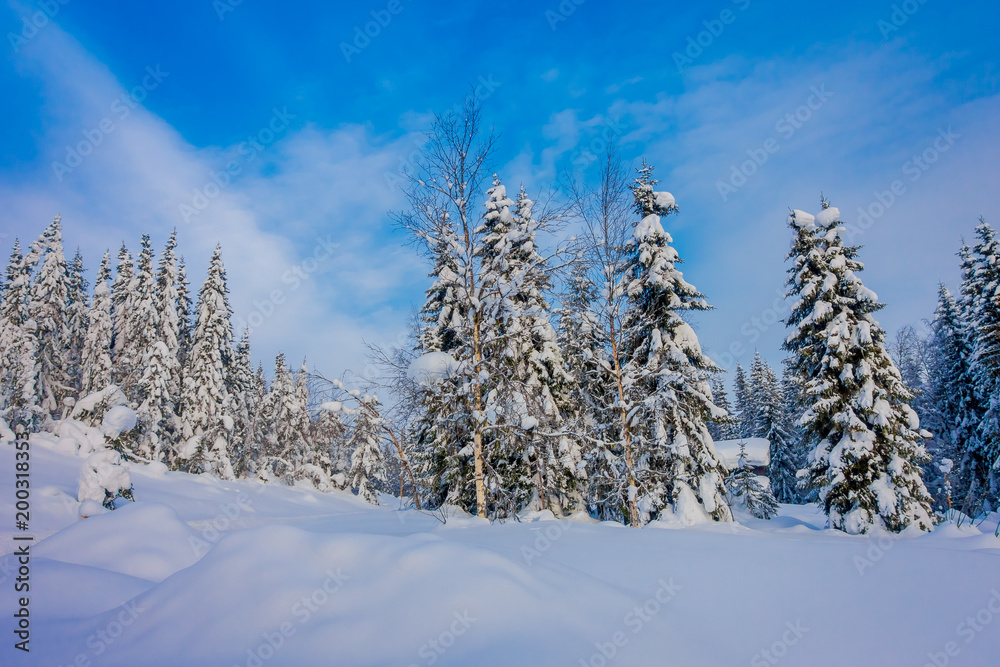 Beautiful landscape of snow in the dense forest during winter Beautiful landscape of snow in the dense forest during winter