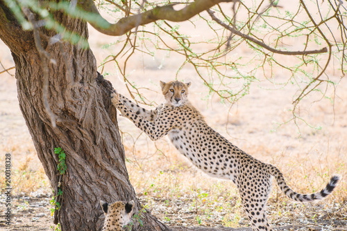 Cheetah in the Serengeti 